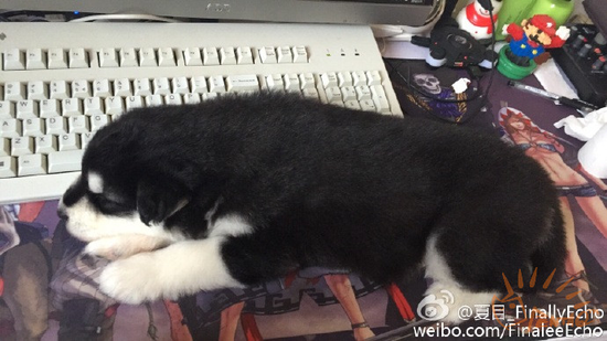 刚养时，还没键盘大的小以撒