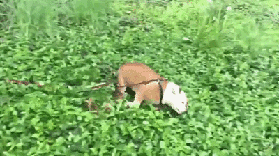 无聊到转圈