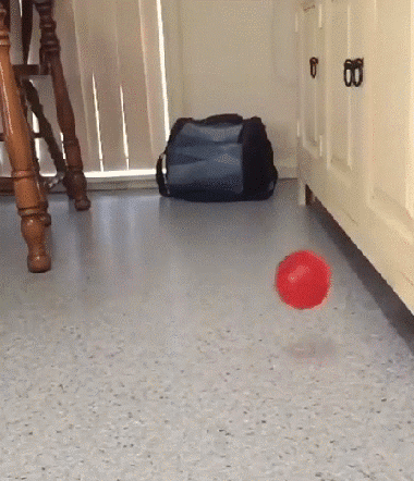 看出来了这宠物是全力加点