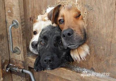 卡住的狗多了就有了洞