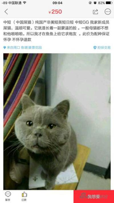 单身猫也不容易啊