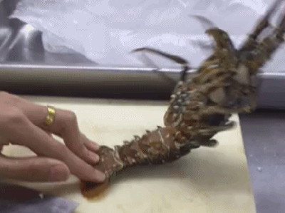 要努力，才能成为特级厨师的食材哦