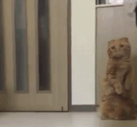 猫：差点就被日，吓死了