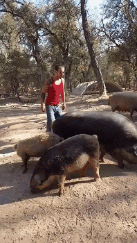 喊你读书,你要去骑猪!