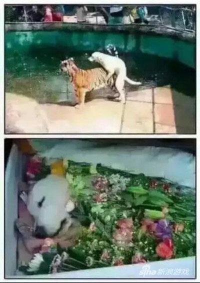 愿天堂没有老虎