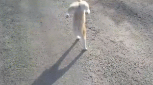 骑行种