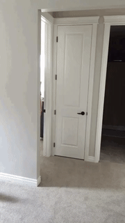 喵：我的内心毫无波澜，甚至有点想笑。