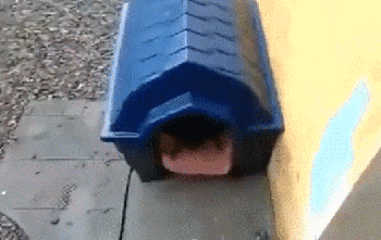 隔壁老猫
