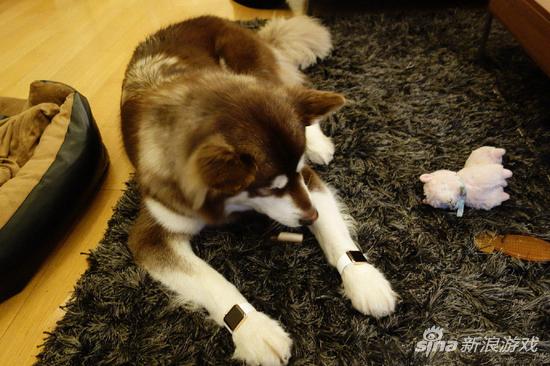 18K金版Apple Watch