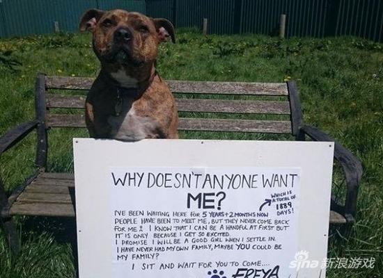 世界上最孤独的狗