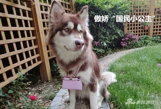 傲娇“国民小公主”