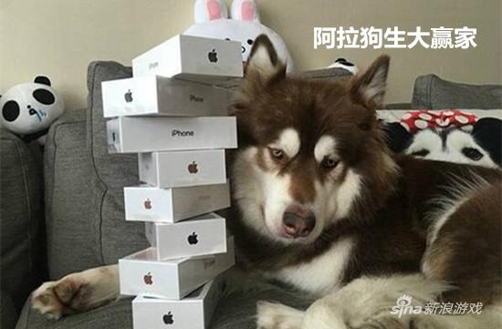 王思聪爱犬“王可可”