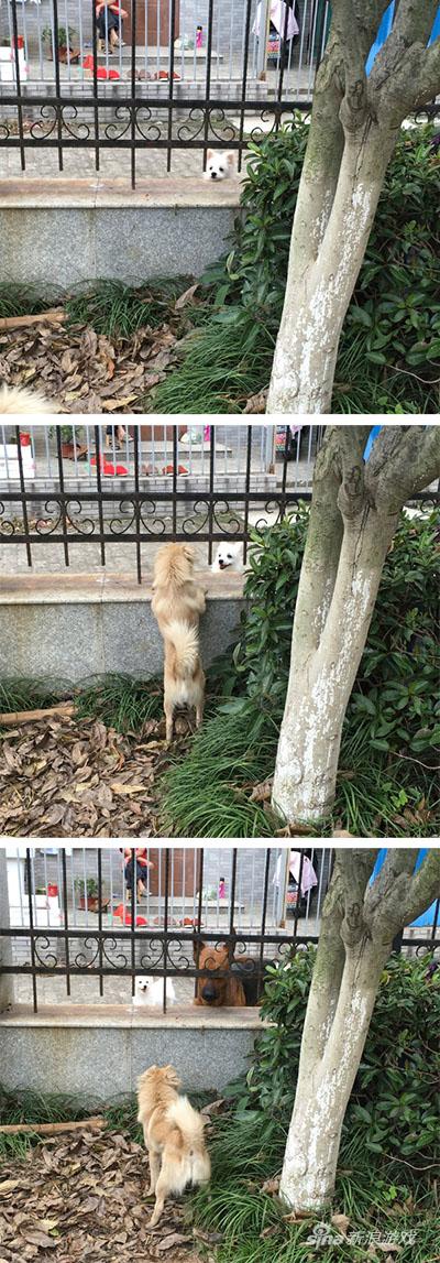 黑背：你瞅啥？