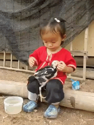 小姑娘，拔毛要用开水的，来，换这盆