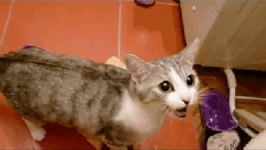 出来！快出来给朕备膳！