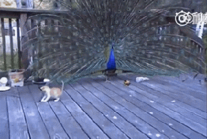 那天逗猫棒之神回应了它的祈祷