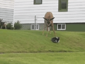 猫这玩意儿怎么谁都惹