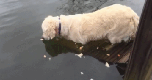 抓条鱼回去孝敬师傅