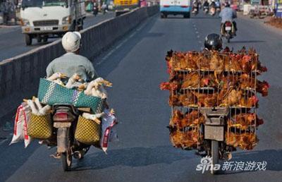 鸭：“不，我去南京呢！”