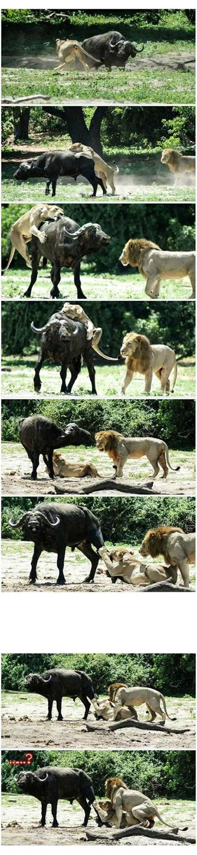 牛：请尊重一下我