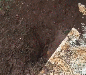 金毛生前的最后影像