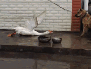 受到了严重的惊吓