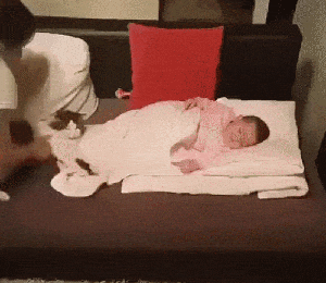 我要和小铲屎官一起睡！