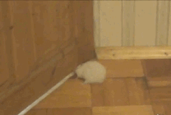 汤姆猫诚不我欺