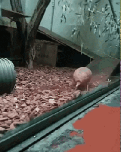 科目二就这项最难了