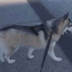 敢不敢再蠢一点哈哈