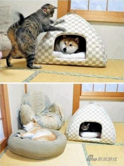 霸道喵遇上心机狗