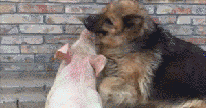 部落猪大战联盟狗