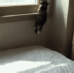 这个黑猫太坏了