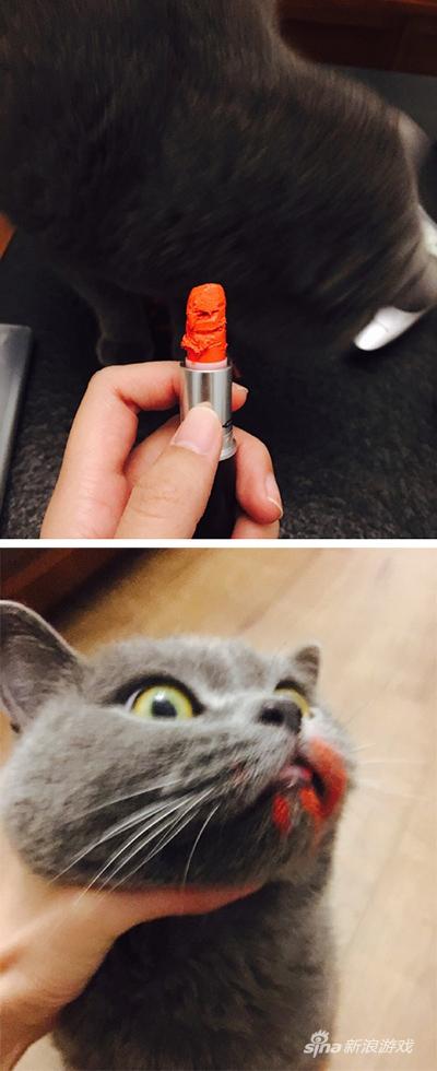 我认为这这头喵是无辜的