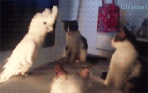 你要知道我们鹦鹉的名字里也是有个武字的