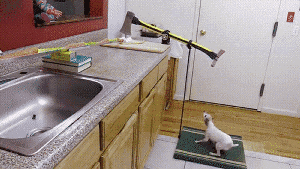 这套系统的关键是要养一条亢奋的小型犬