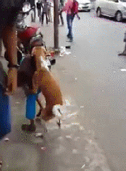 果然是人类最好的朋友