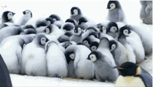 这些都是我的小号