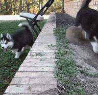 我会假装看风景