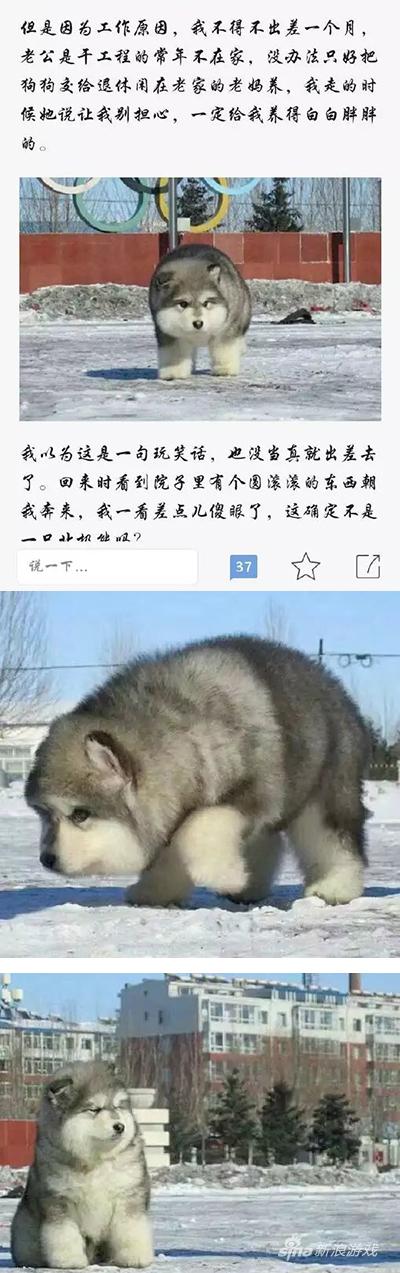 没错，这是拟北极熊二哈！