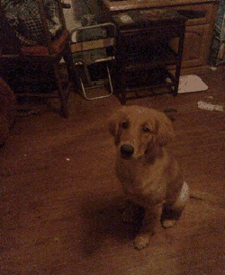 真·钛合金狗眼