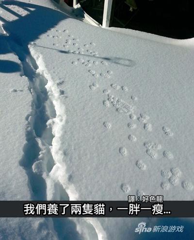 这是一张不需要主子出现的喵图