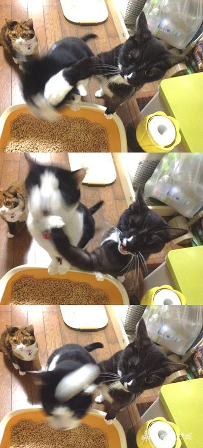 可惜三花的内心毫无波动