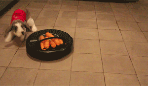 给猫买一个，都不用放吃的就能把猫玩儿死