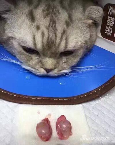 都说留蛋不留猫，留猫不留蛋