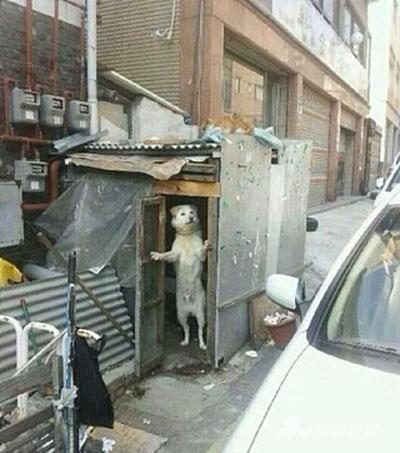 那你起码穿条裤子等啊