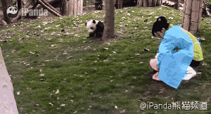 为了被饲养员抚摸不惜弄脏自己