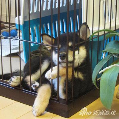 都关笼子里了，您就别臭美了