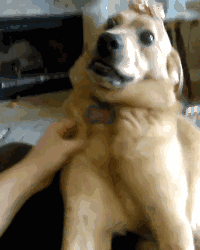 我真的不是你想的那种狗啊