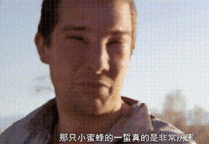 贝爷：而且小蜜蜂的味道也不错，去掉头以后嚼起来甜甜的。